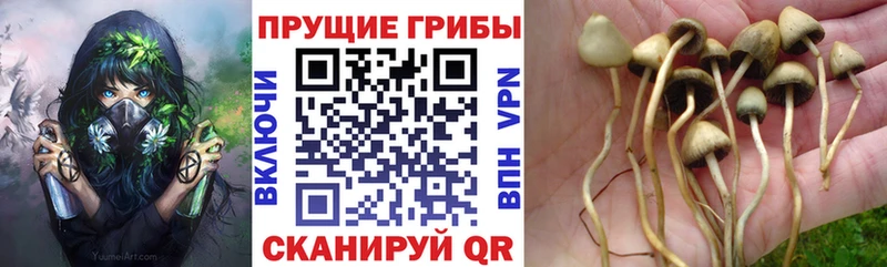 Галлюциногенные грибы ЛСД  Купить закладки  Кинешма 